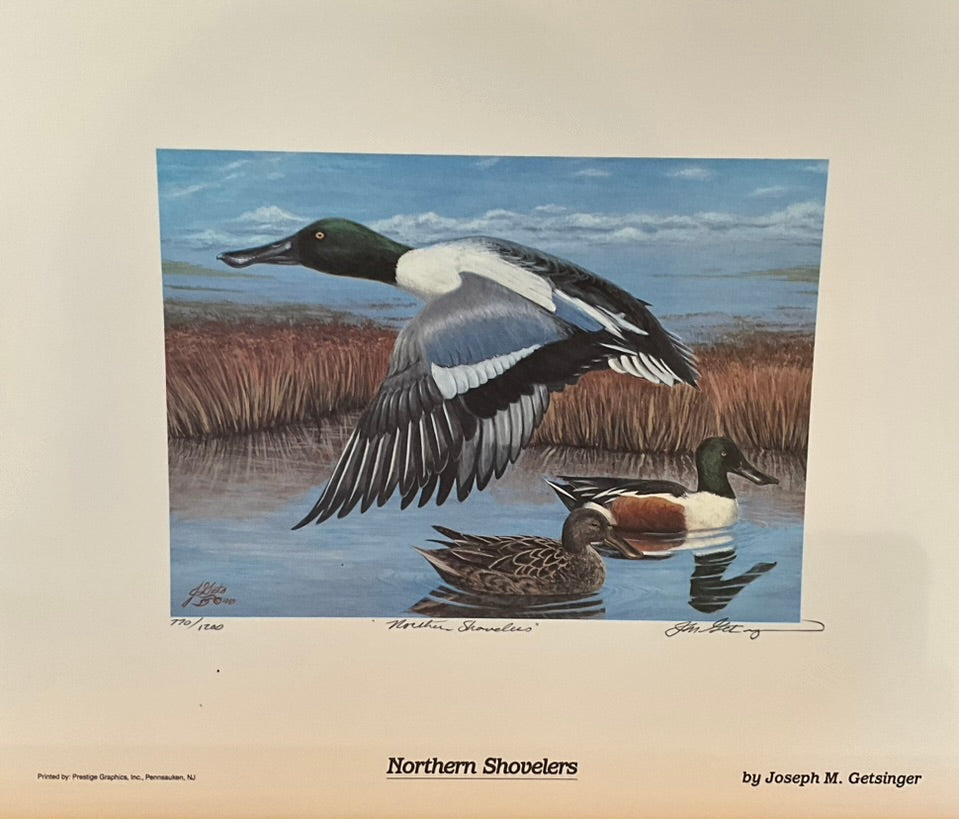 Joseph Getsinger "Northern Shovelers" Print