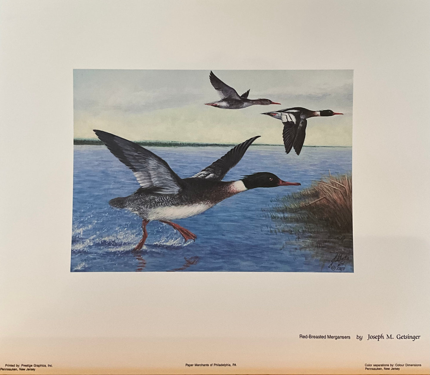 Joseph Getsinger "Red Breasted Mergansers" Print