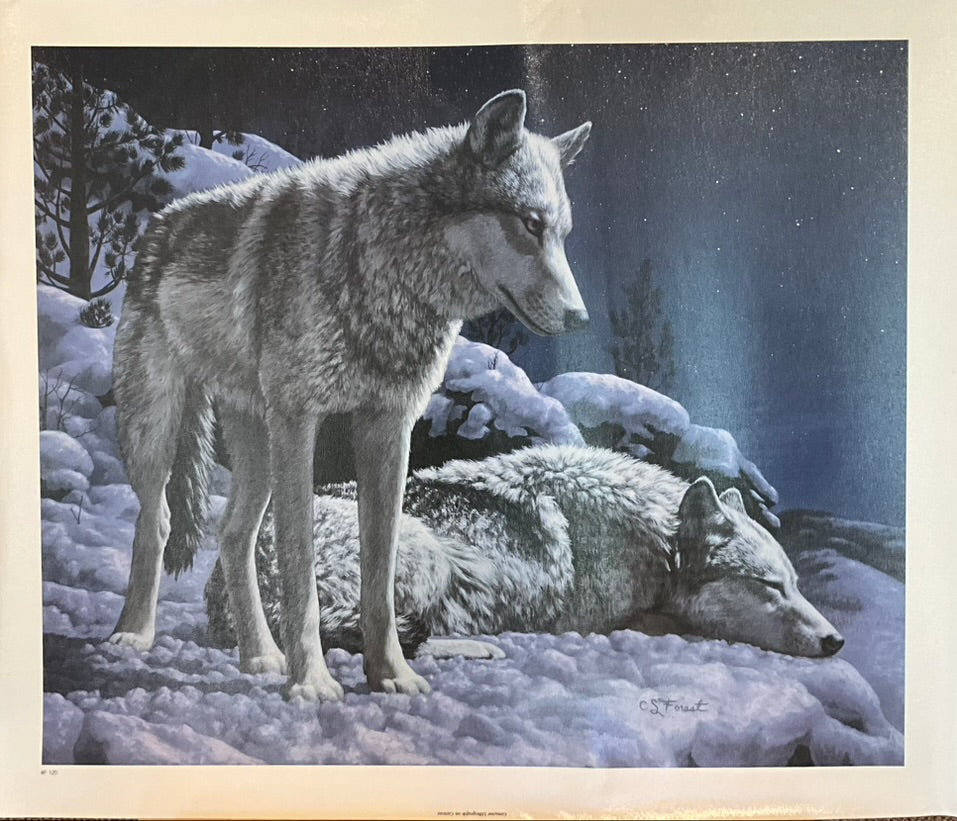 Crista Forest "Night Watch"