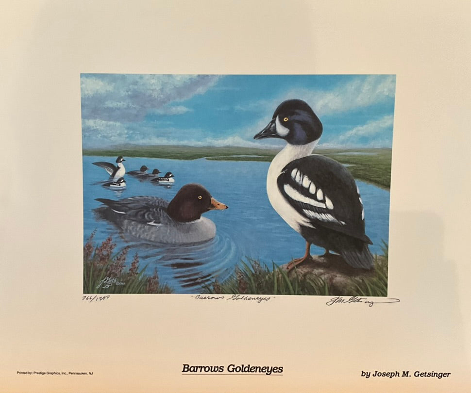 Joseph Getsinger "Barrows Goldeneyes" Print