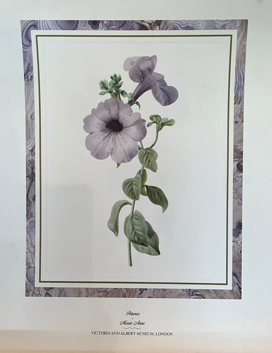 Marie Anne-Victoria & Albert Museum, London "Petunia" Print