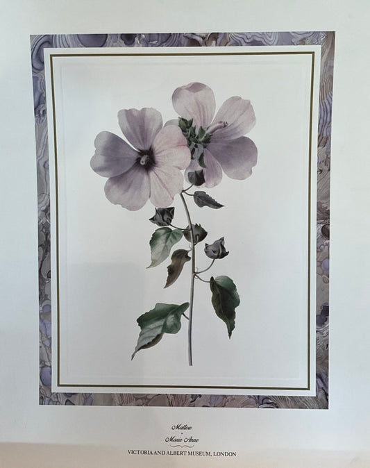Marie Anne-Victoria & Albert Museum, London "Mallow" Print