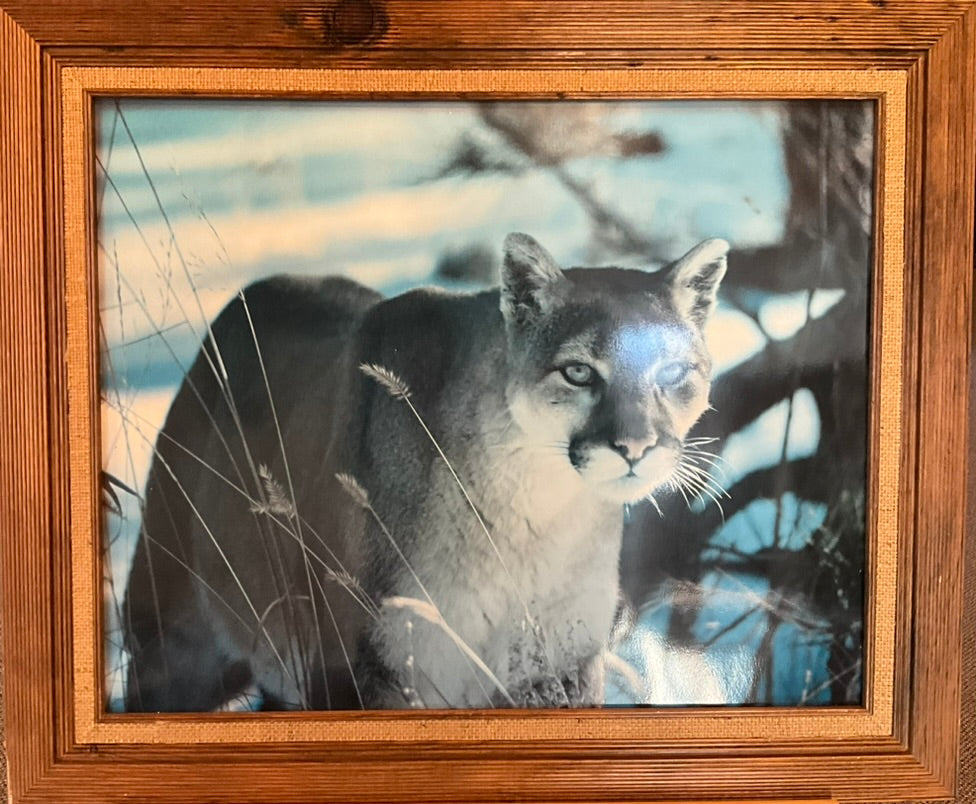 "Bobcat on the Move"