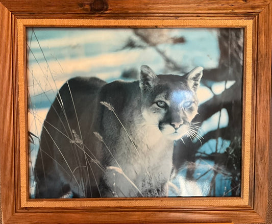 "Bobcat on the Move"