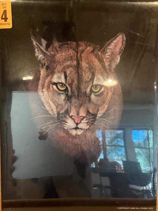 J Hill "Cougar" Print
