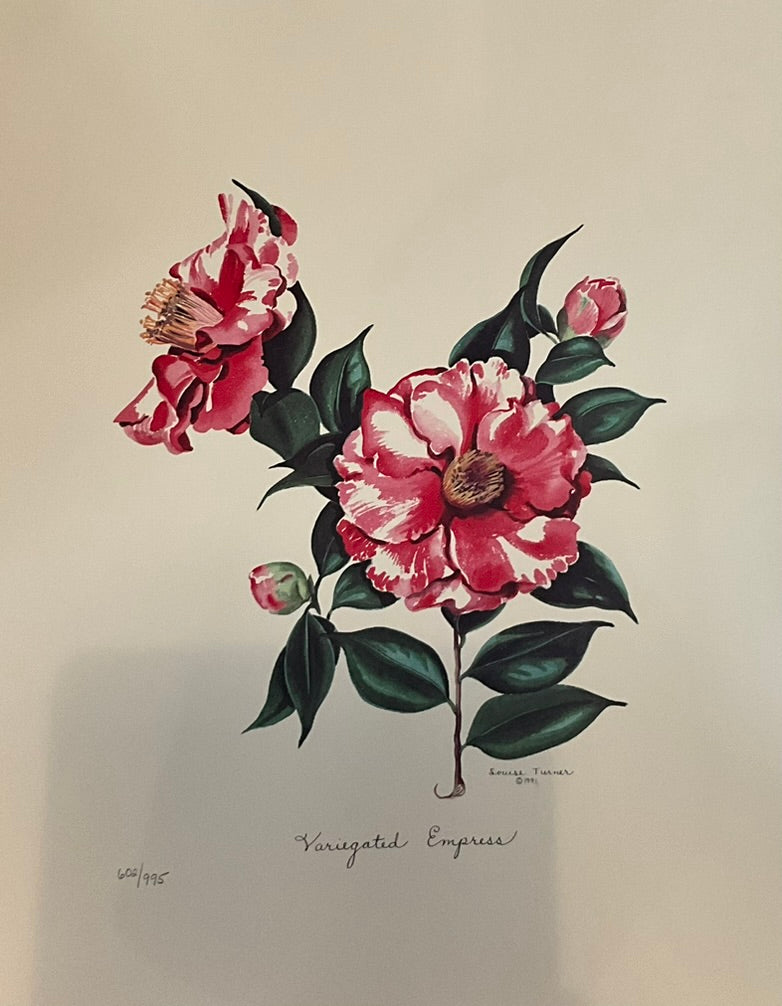 Louise Turner "Variegated Empress"